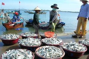 Xây dựng Trung tâm Nghề cá lớn tại Hải Phòng 