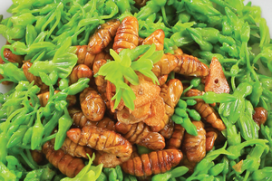 Nhộng tằm và tình trạng ngộ độc do ăn nhộng