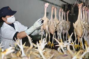 Bộ Tài chính 'cởi trói' 14 loại phí cho gà