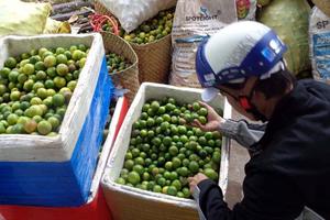 Đồng Tháp: Nông dân lại gặp khó vì giá chanh