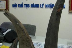 Thực hư chuyện sừng tê giác nhân tạo trị bách bệnh?