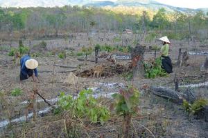 “Cạo trọc" rừng giao khoán