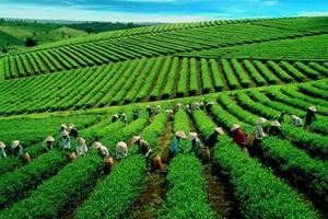 Tổng Công ty Chè Việt Nam chào bán 11,8 triệu cổ phần