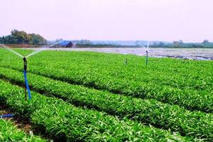 Vingroup ra mắt mẻ rau sạch đầu tiên