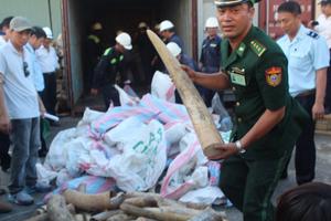 Khởi tố vụ buôn lậu gần 2,2 tấn ngà voi qua cảng Tiên Sa