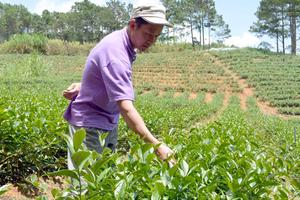Người dân hoang mang vì công ty chè đồng loạt gặp sự cố