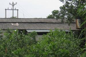 Đình chỉ cơ sở chế biến mủ cao su gây ô nhiễm