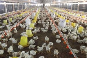 Chăn nuôi gia cầm trước sức ép hội nhập