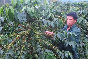 Cà phê mất giá, người trồng lao đao