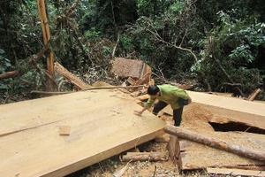 Xét xử lưu động vụ chặt hạ 3 cây Sa mu dầu quý hiếm