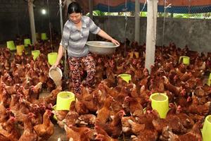 Bộ trưởng Cao Đức Phát: Lo ngại nhất chăn nuôi khi tham TPP