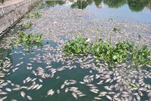 Xử lý triệt để cơ sở gây ô nhiễm môi trường nghiêm trọng