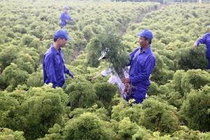 Cả làng chặt cây cảnh bạc tỷ trồng… đinh lăng