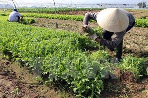 Ẩn họa ung thư từ các loại thuốc bảo vệ thực vật tồn lưu