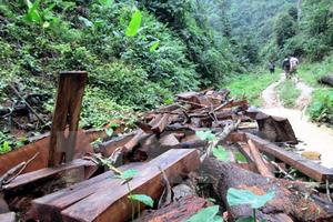 “Lâm tặc” lại phá rừng trong Khu bảo tồn thiên nhiên Kim Hỷ