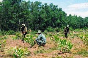 	Đẩy mạnh trồng rừng thay thế