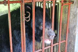Chấm dứt việc sử dụng mật gấu để bảo tồn đàn gấu Việt Nam