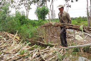 Người trồng mía lãi gần 40 triệu đồng/ha