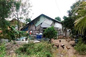 Trại heo gây ô nhiễm, giờ mới sớm kiểm tra