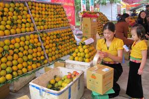 Hòa Bình: Lễ hội cam Cao Phong lần thứ nhất