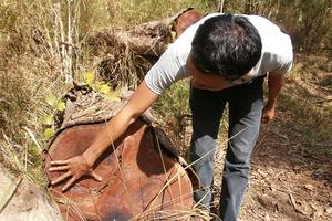 Vườn Quốc gia mỗi tháng mất gần 100 cây gỗ, lâm tặc nhởn nhơ