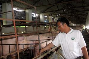 Tây Ninh cấm không cho xuất chuồng 500 con lợn có chất tạo nạc