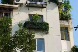Khu vườn xanh ngát trên mái chung cư khiến hàng xóm nổi giận