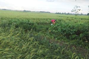 10 vấn đề nổi bật nông nghiệp, nông thôn (giai đoạn 2010- 2015)