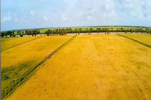 VinEco hợp tác với Trung An ra mắt sản phẩm gạo sạch