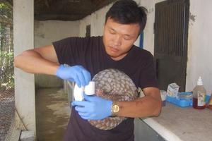 Thanh Hóa: Xử lý hình sự vụ vận chuyển trái phép 56 cá thể tê tê