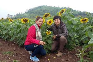 Hẹn gặp lại cánh đồng hoa “mặt trời” vào mùa tới