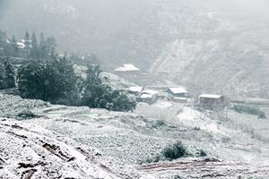 Mưa tuyết, băng giá lịch sử khiến hàng chục con trâu, bò chết