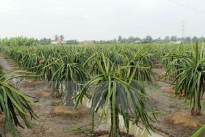 Thực hư việc thương lái Trung Quốc thu mua hoa thanh long