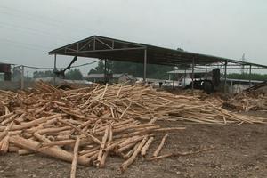 Nghệ An: Hàng loạt xưởng gỗ dăm “chui” ngang nhiên hoạt động