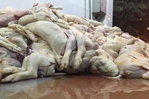 Phát hiện hàng trăm heo sữa chết trương sắp lên bàn nhậu