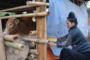 NHNN xóa nợ cho bà con bị ảnh hưởng bởi đợt lạnh bất thường