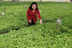 Hành trình tìm cây con khỉ chữa bách bệnh