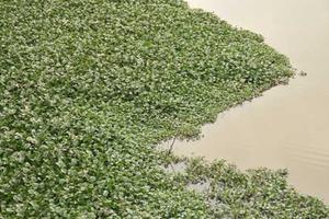 Bèo Tây bủa vây sông Nghèn