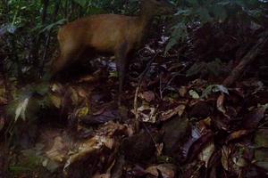 Phát hiện loài mang lớn tại Khu bảo tồn thiên nhiên Pù Hu