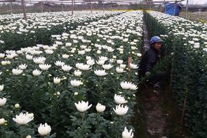 Giá hoa tăng cao, người trồng vẫn méo mặt
