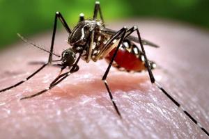 Dịch Zika: Các mối đe dọa từ muỗi