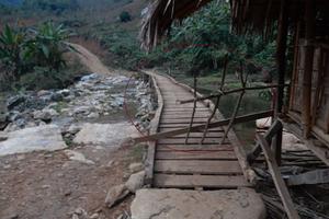 Xử lý thông tin về việc người dân đi “mót” gỗ Pơ mu