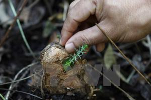 Nhiều loài động-thực vật của Việt Nam đối mặt nguy cơ tuyệt chủng