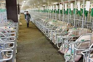 Việt Nam bắt đầu nhập khẩu nội tạng lợn từ thị trường Nga