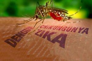 Sự thật gây sốc về virus Zika ăn não người