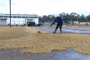 Nông dân mất Tết vì giá cà phê xuống thấp
