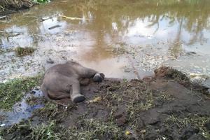 Phát hiện voi chết trong rừng