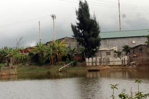 Đình chỉ cơ sở chế biến bột cá gây ô nhiễm