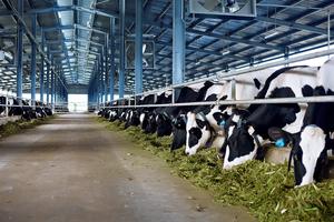 Vinamilk đưa trang trại bò sữa đạt chuẩn quốc tế vào hoạt động 