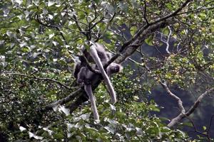 Phát hiện hàng trăm con voọc xám Đông Dương